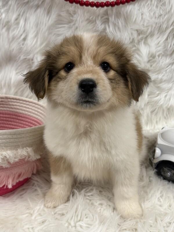 Enlarge Shelly, an adopted mixed breed in Petal, MS image 1/3