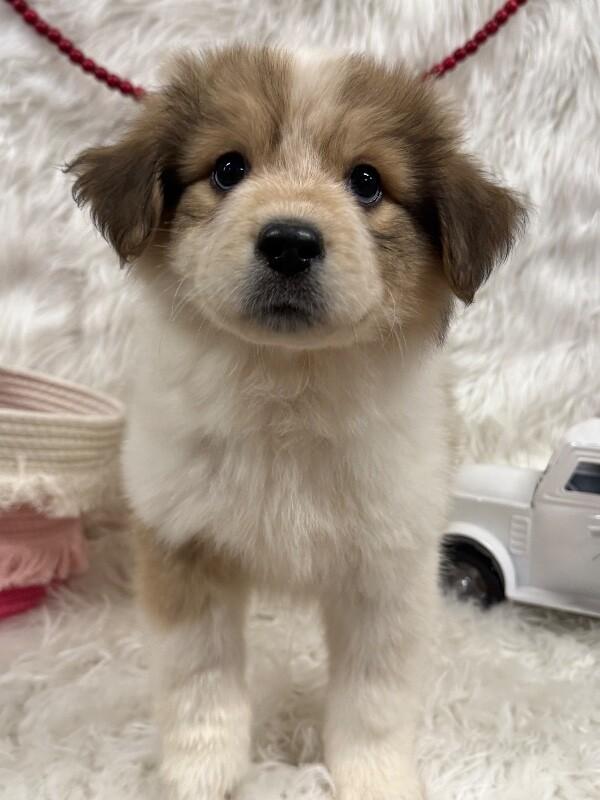 Enlarge Shelly, an adopted mixed breed in Petal, MS image 2/3