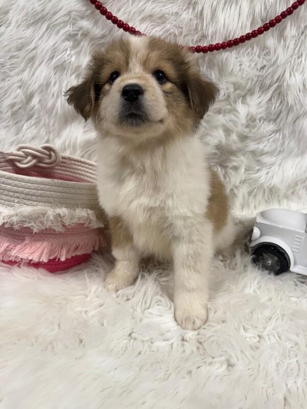 Enlarge Shelly, an adopted mixed breed in Petal, MS image 3/3