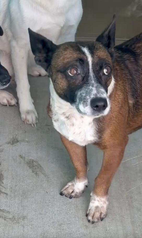 Enlarge Sophia, a Adoptable mixed breed in Portland, ME image 1/2