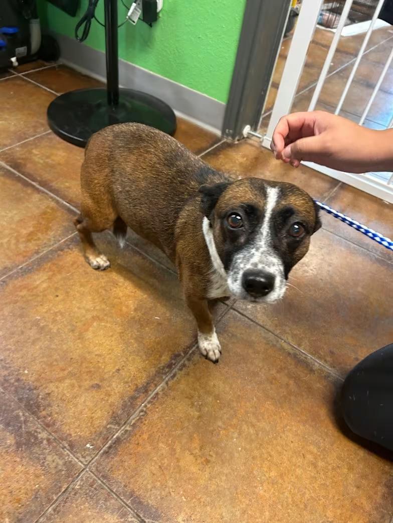 Enlarge Sophia, a Adoptable mixed breed in Portland, ME image 2/2
