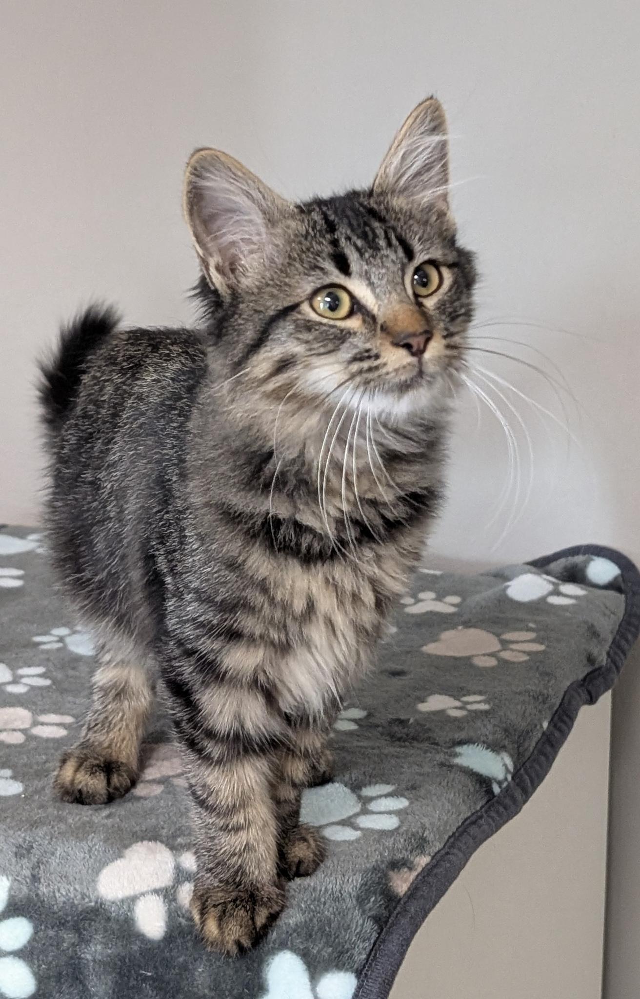 Acorn, Adoptable, Kitten Male Domestic Medium Hair.