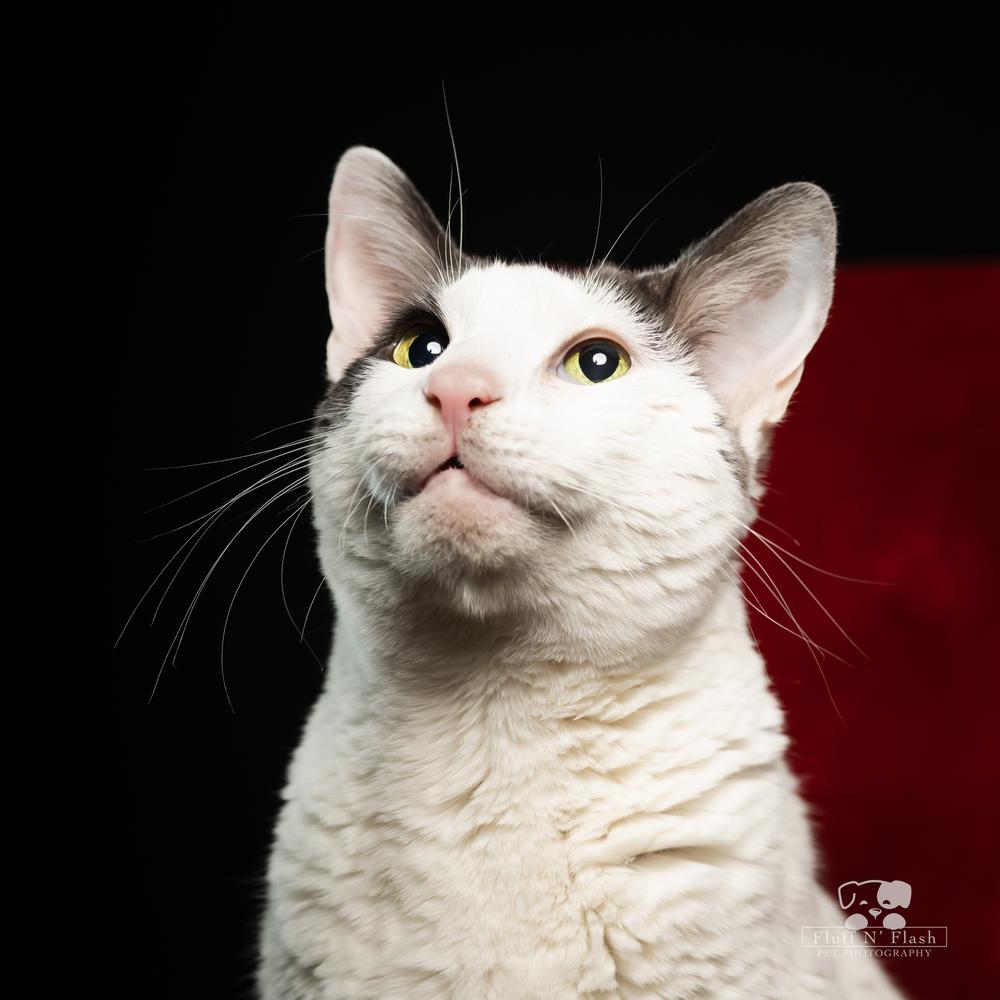 Enlarge Eclipse aka Smoosh, a Adoptable mixed breed in Calimesa, CA image 2/6