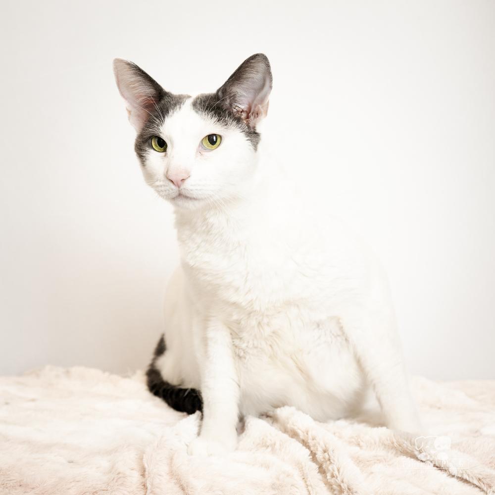 Enlarge Eclipse aka Smoosh, a Adoptable mixed breed in Calimesa, CA image 3/6