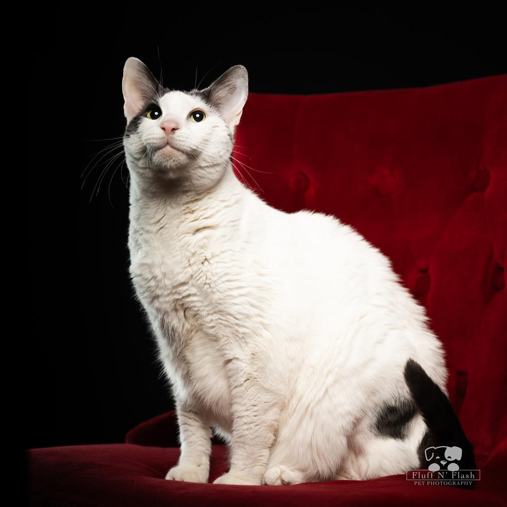Enlarge Eclipse aka Smoosh, a Adoptable mixed breed in Calimesa, CA image 4/6