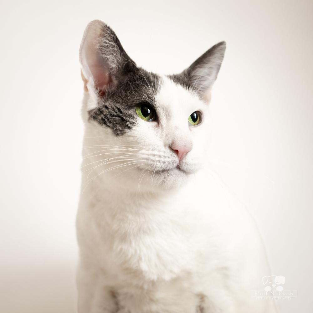 Enlarge Eclipse aka Smoosh, a Adoptable mixed breed in Calimesa, CA image 6/6