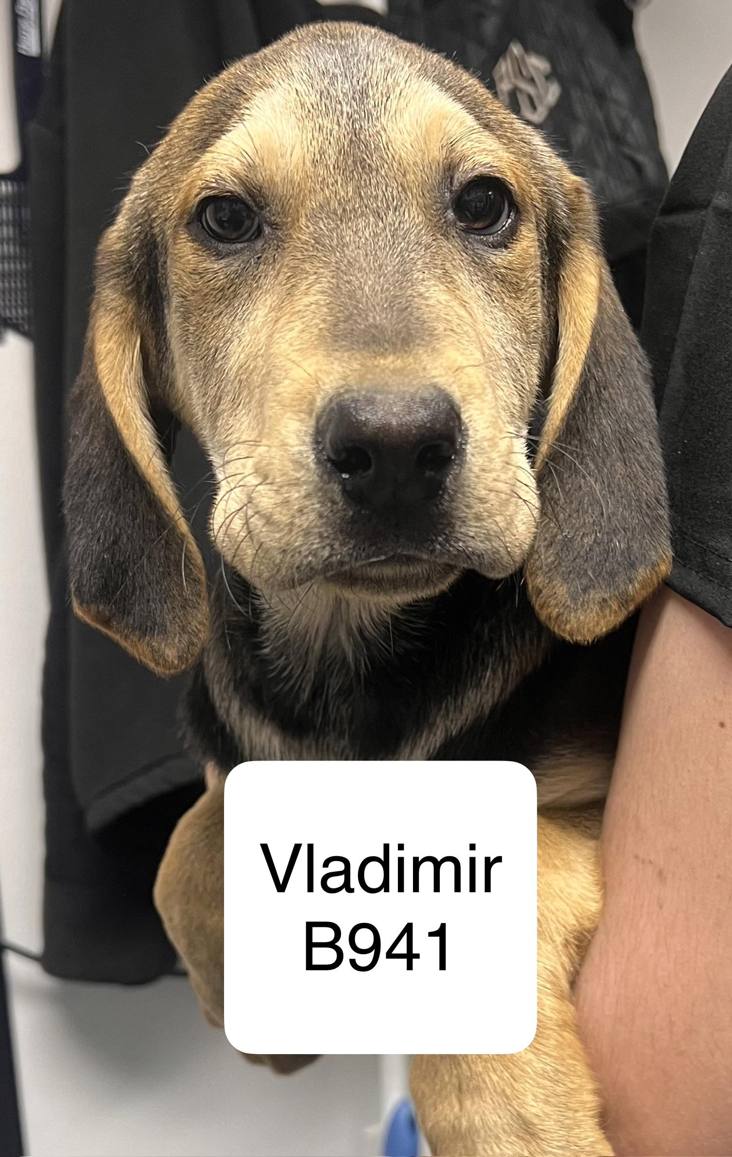 Enlarge Vladimir, a ADOPTABLE mixed breed in Morganton, NC image 1/1
