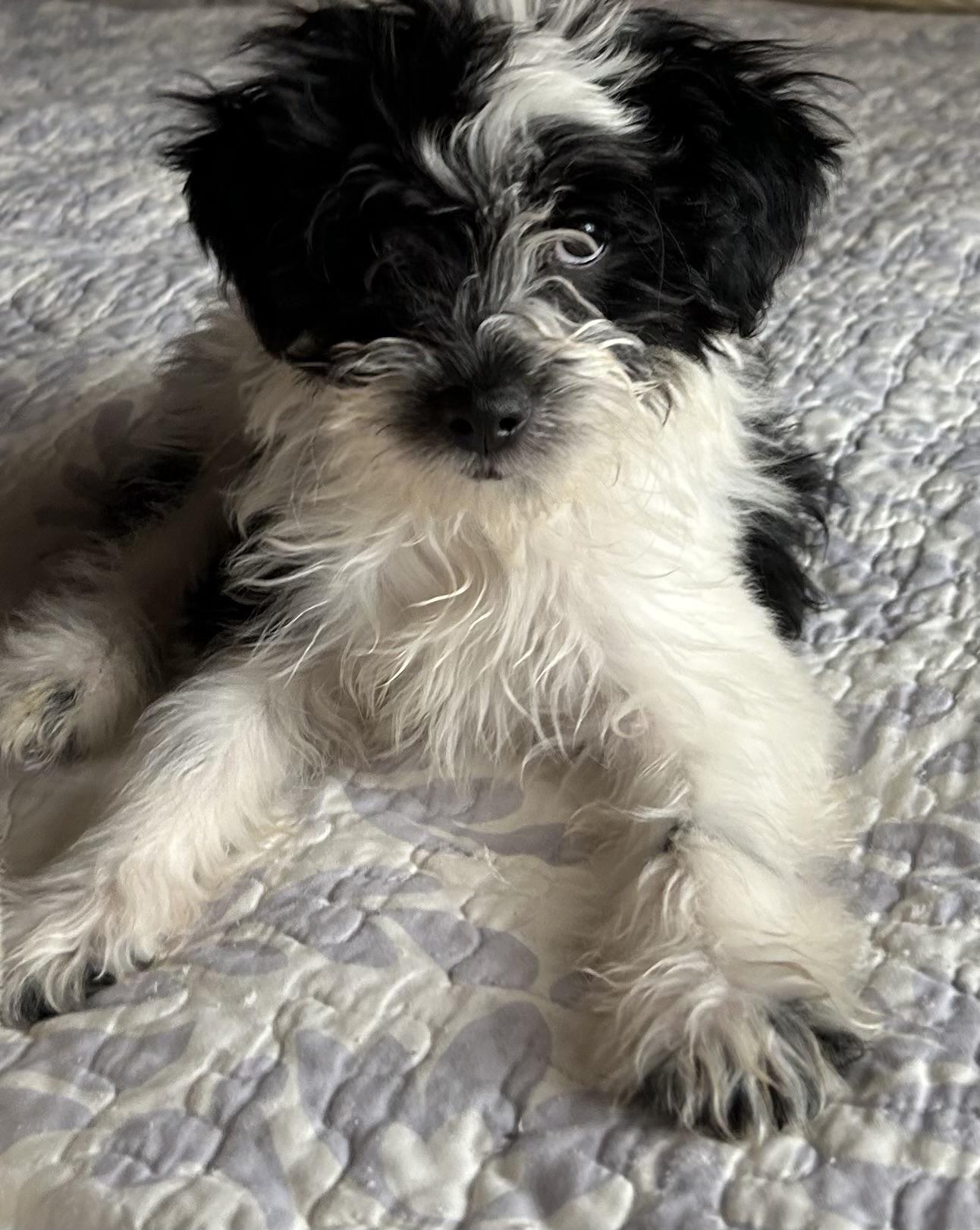 Michael, an adopted Schnoodle in San Diego, CA image 5/5