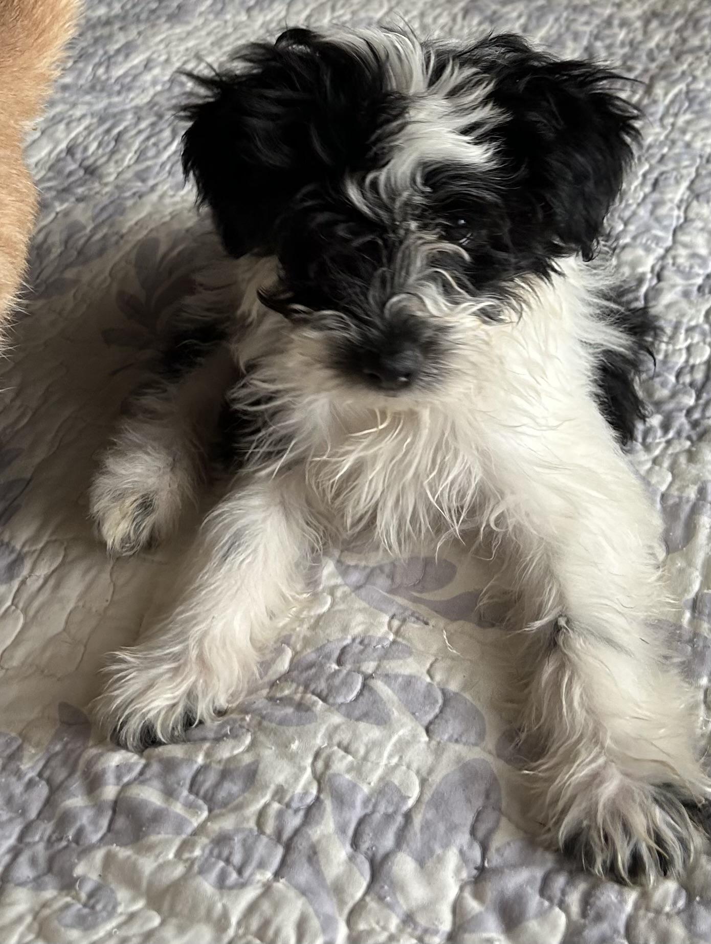 Michael, an adopted Schnoodle in San Diego, CA image 3/5