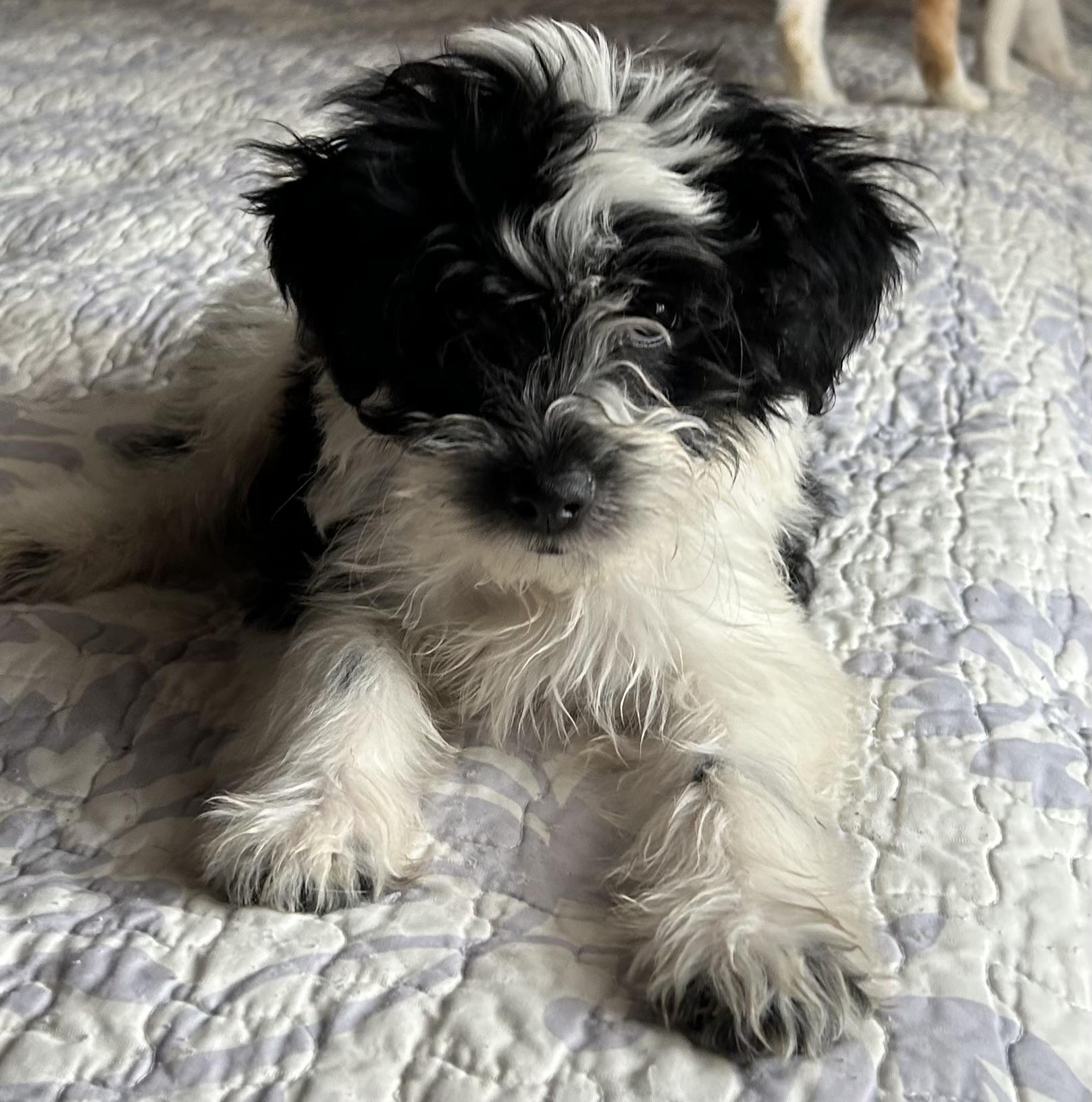 Michael, adopted, Puppy Male Schnoodle.