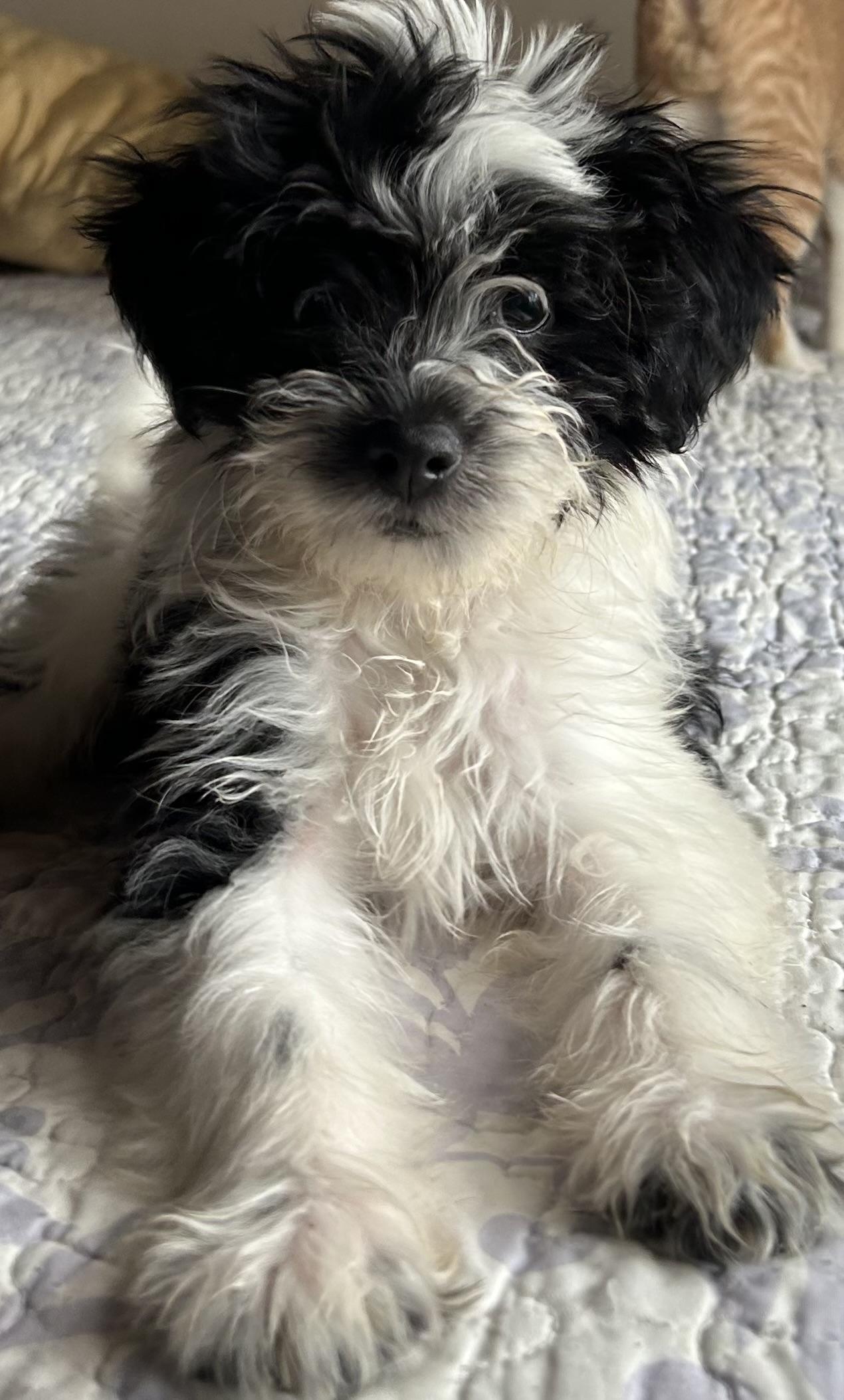 Michael, an adopted Schnoodle in San Diego, CA image 4/5
