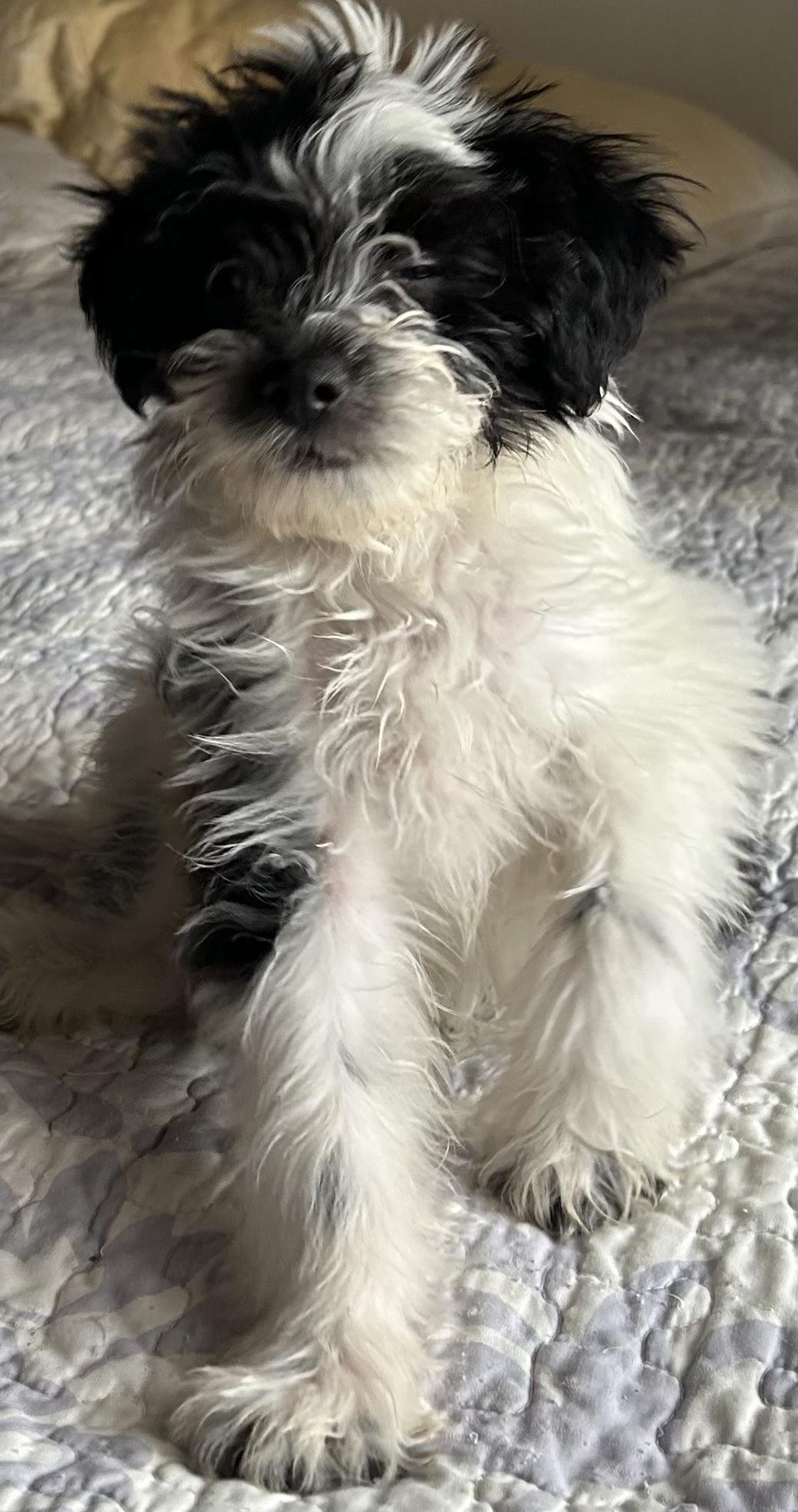 Michael, an adopted Schnoodle in San Diego, CA image 2/5