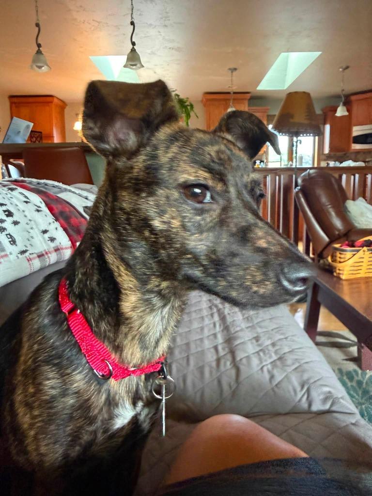 Buttercup, Adoptable, Puppy Female Mixed Breed.