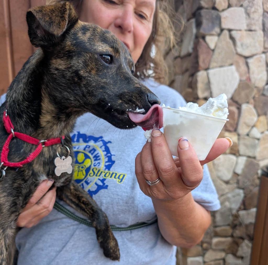 Buttercup, a Adoptable mixed breed in Fond Du Lac, WI image 4/6