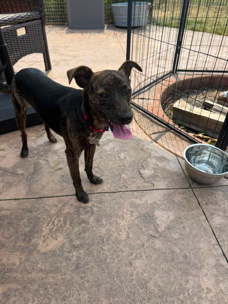 Buttercup, a Adoptable mixed breed in Fond Du Lac, WI image 5/6