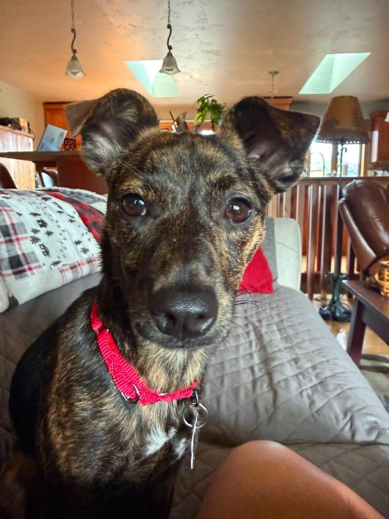 Buttercup, a Adoptable mixed breed in Fond Du Lac, WI image 6/6