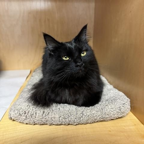 Enlarge Marzipan, a Adoptable Domestic Long Hair in Novato, CA image 1/1