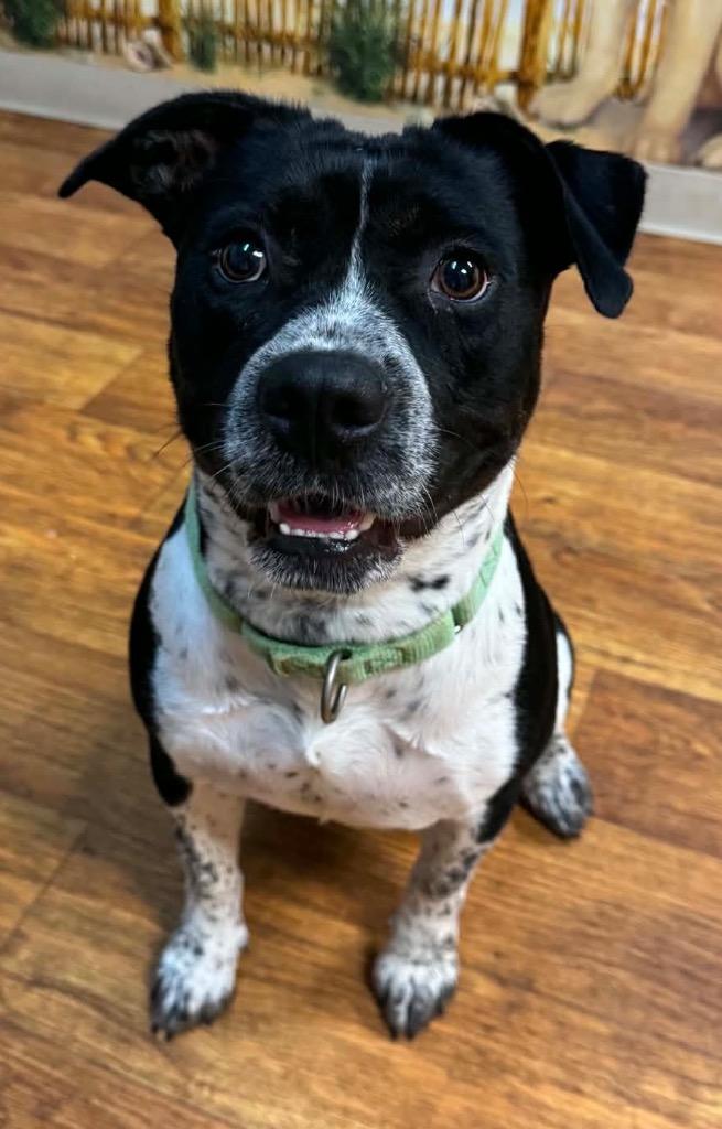 Catalina, Adoptable, Young Female Mixed Breed.