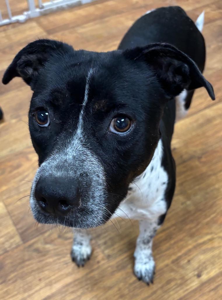 Enlarge Catalina, a Adoptable Mixed Breed in Ocala, FL image 2/2