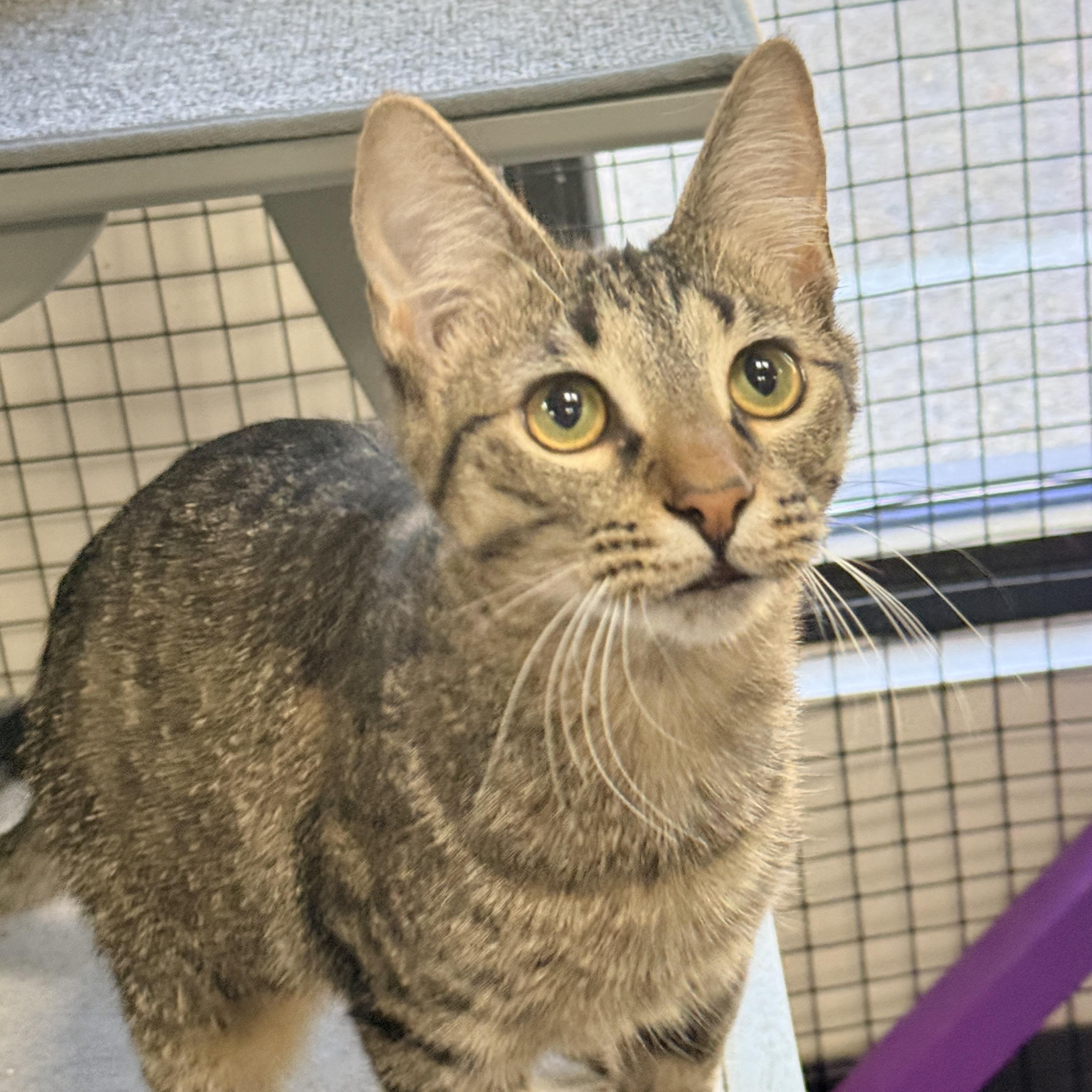 Enlarge Tyrion, a Adoptable Domestic Short Hair in Collierville, TN image 5/6