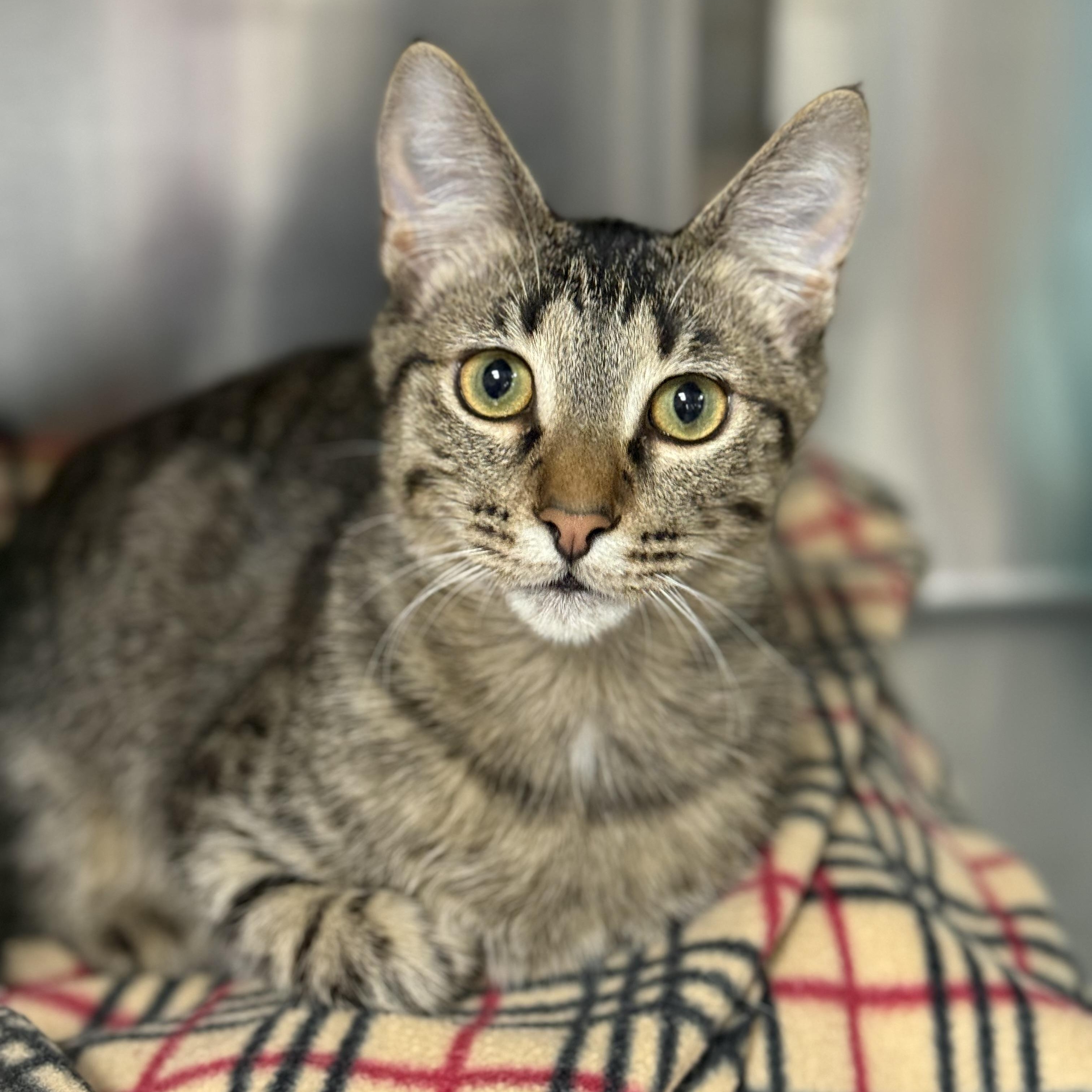 Tyrion, adoptable, Kitten Male Domestic Short Hair.