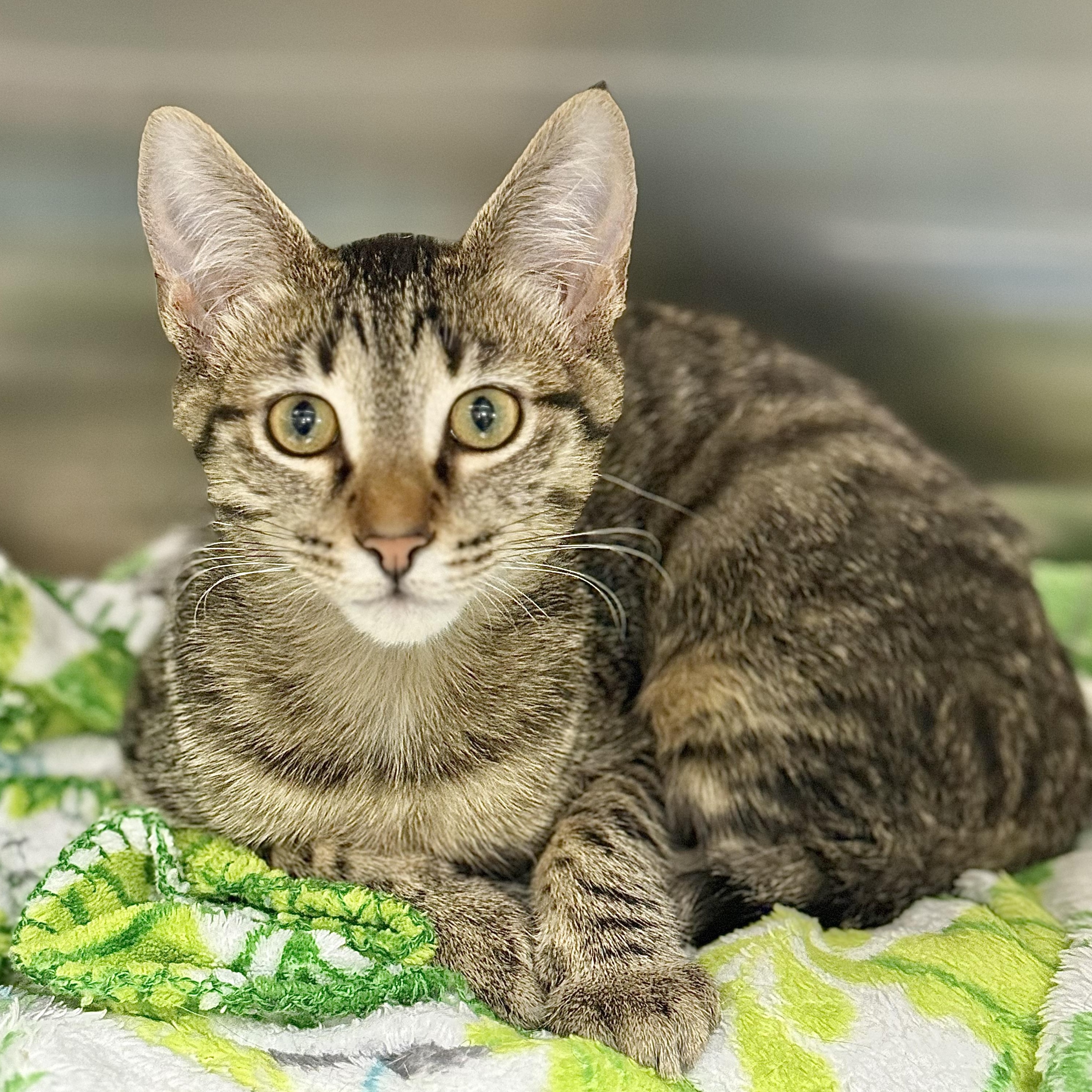 Tyrion, a Adoptable Domestic Short Hair in Collierville, TN image 1/4