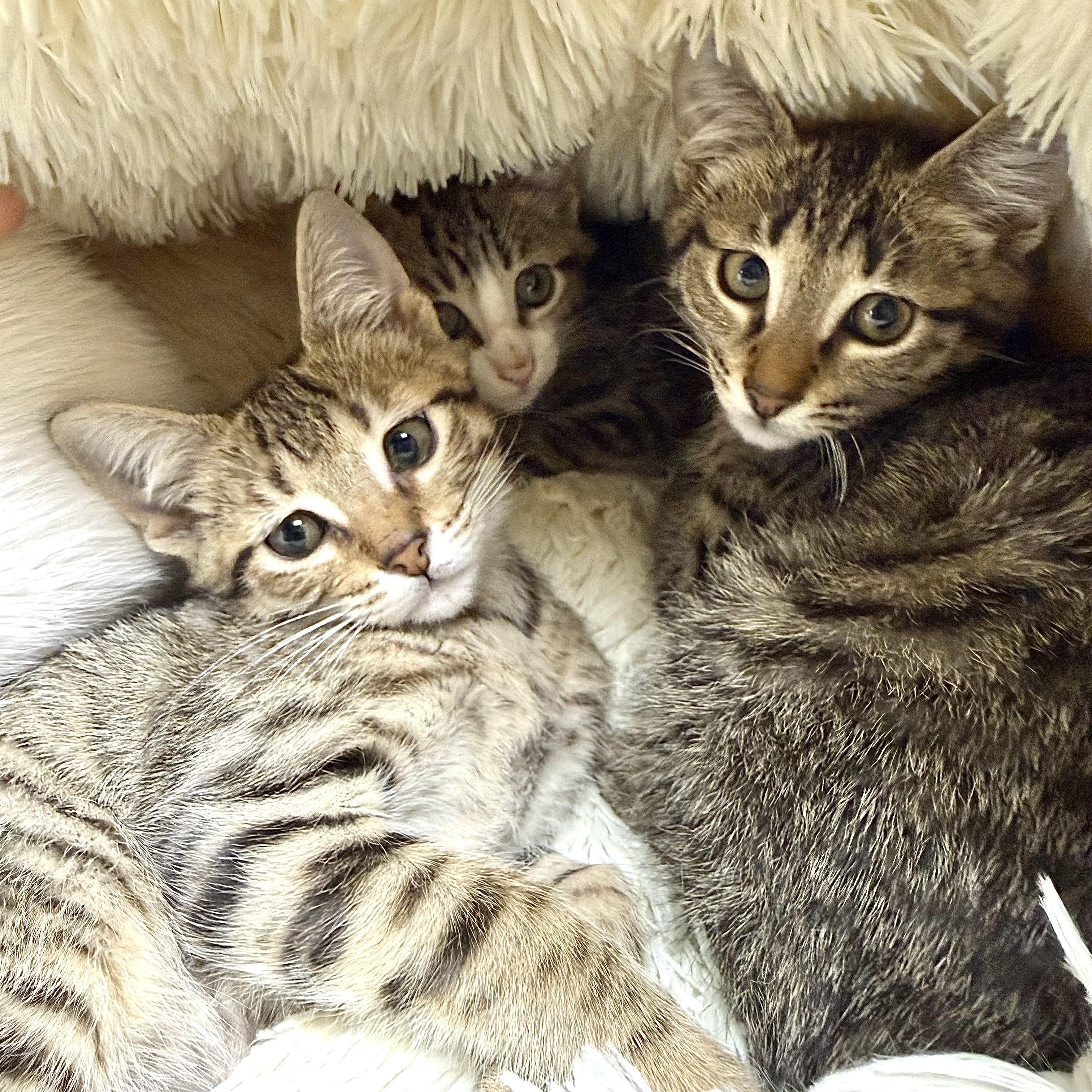 Enlarge Tyrion, a Adoptable Domestic Short Hair in Collierville, TN image 3/5
