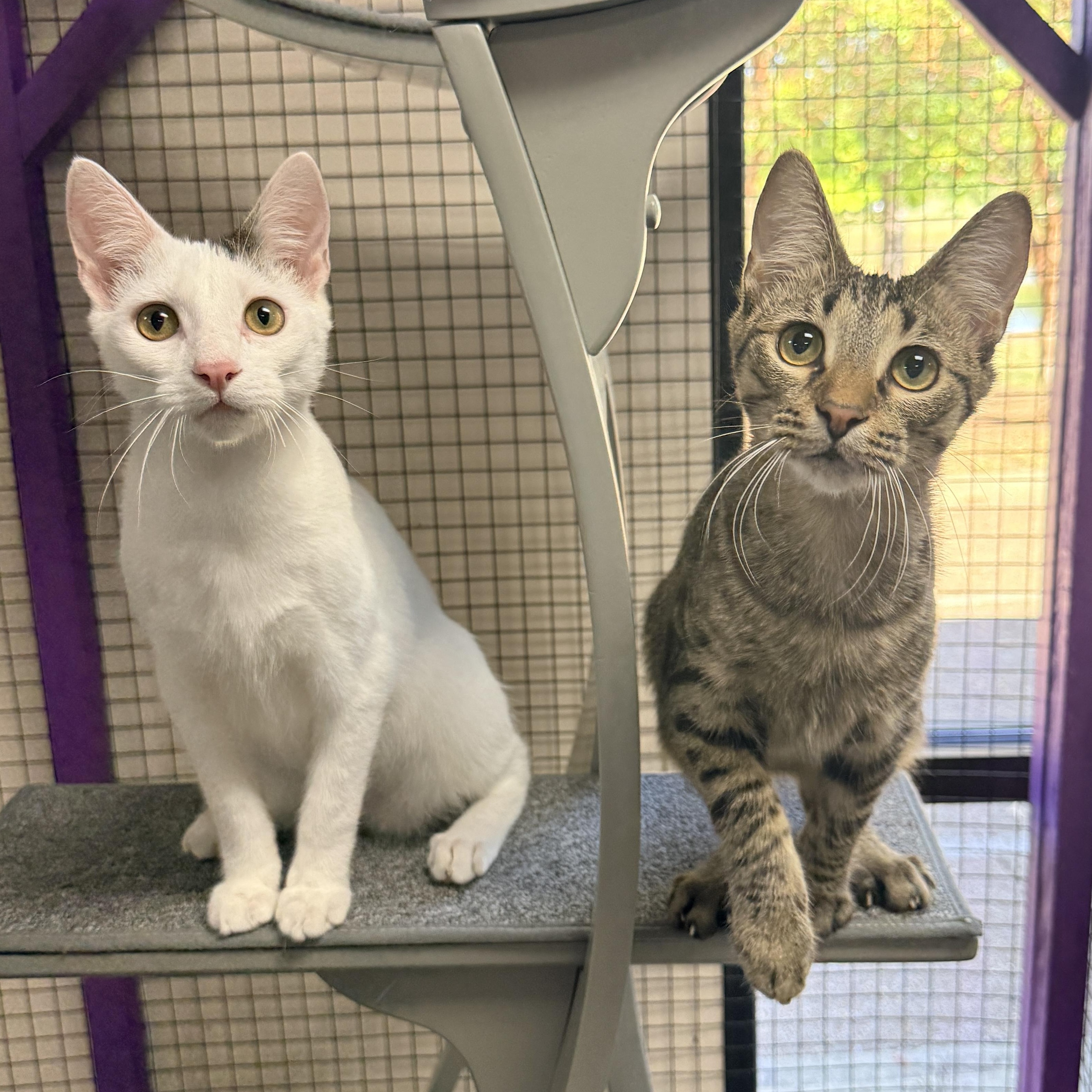 Enlarge Tyrion, a Adoptable Domestic Short Hair in Collierville, TN image 4/6