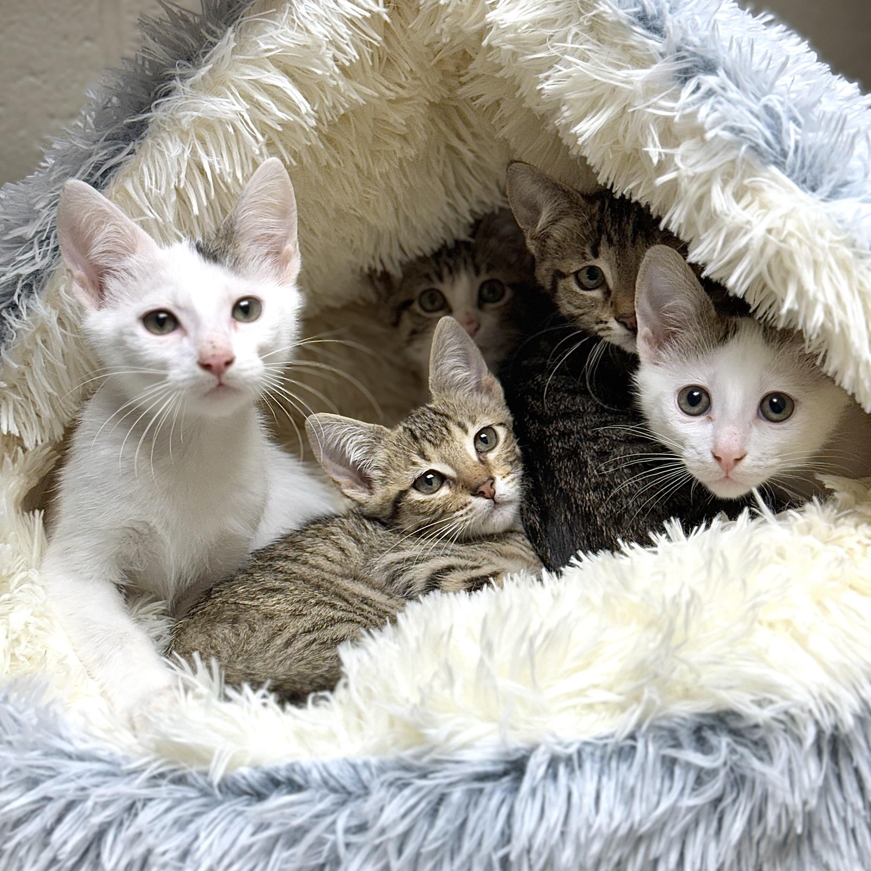 Enlarge Tyrion, a Adoptable Domestic Short Hair in Collierville, TN image 2/5