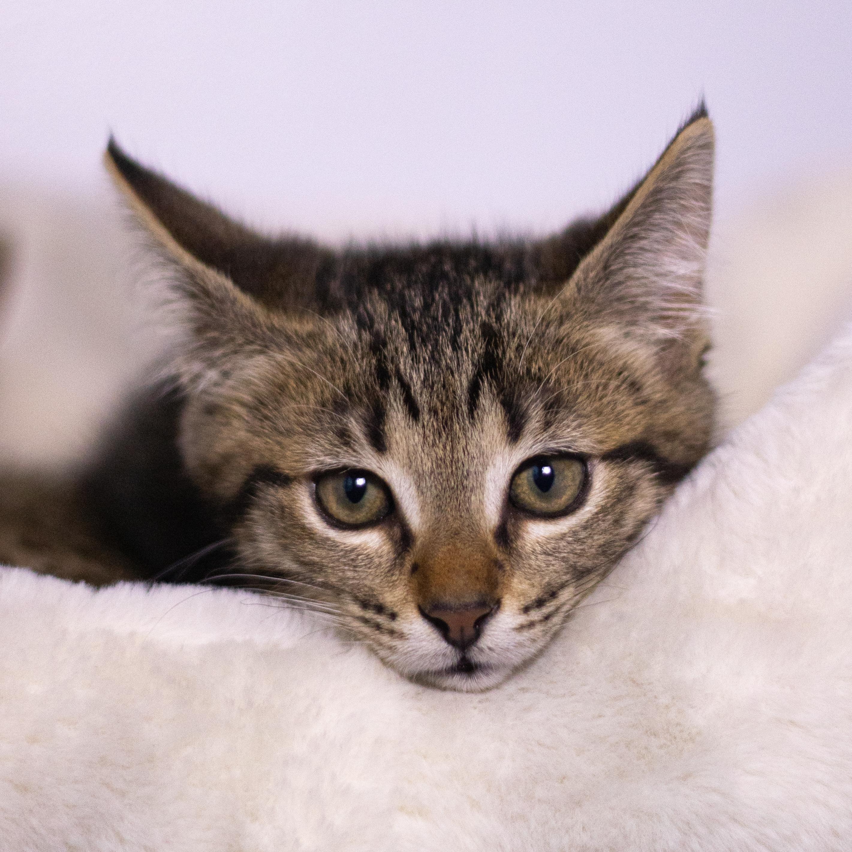 Enlarge Tyrion, a Adoptable Domestic Short Hair in Collierville, TN image 1/5