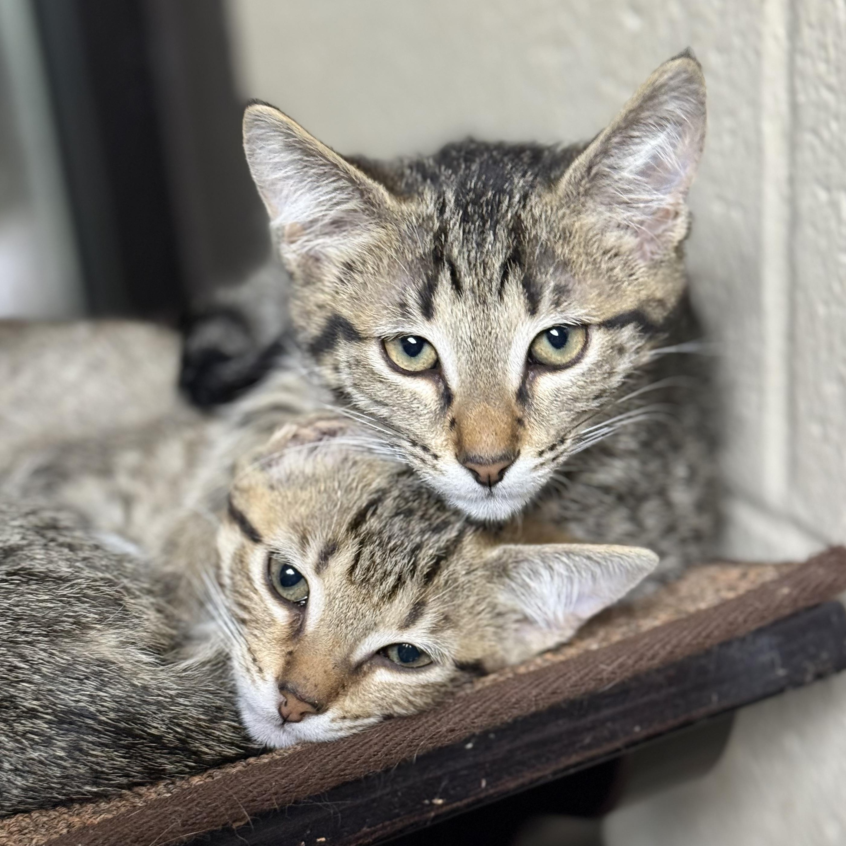 Enlarge Tyrion, a Adoptable Domestic Short Hair in Collierville, TN image 4/5