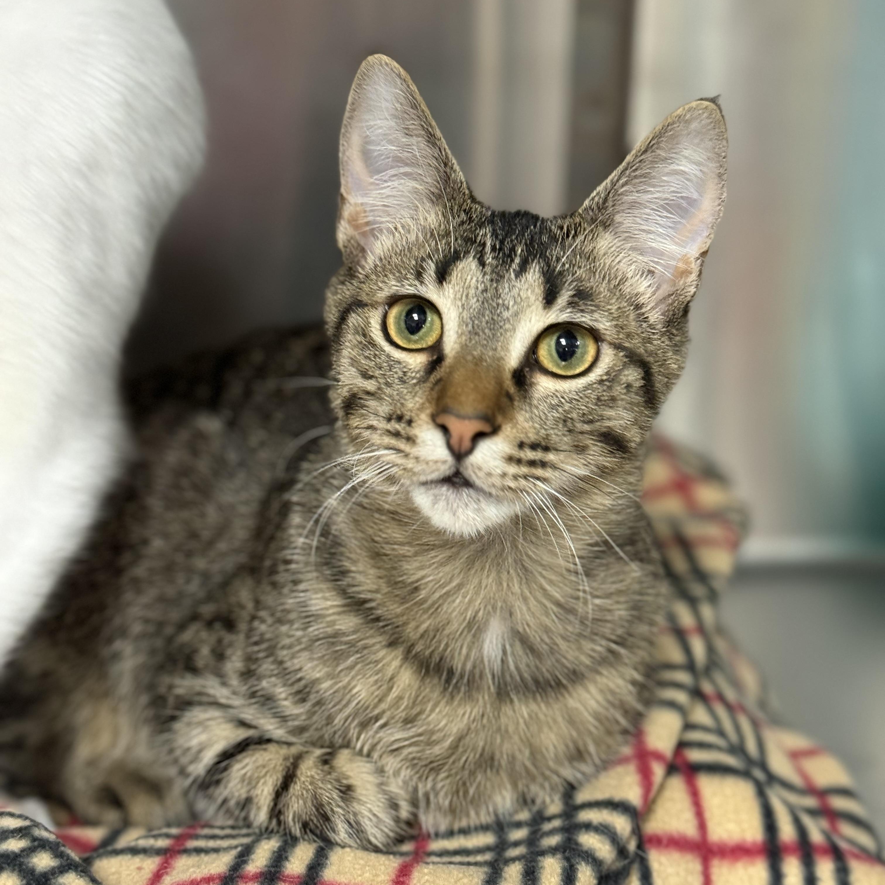 Enlarge Tyrion, an adoptable Domestic Short Hair in Collierville, TN image 3/3