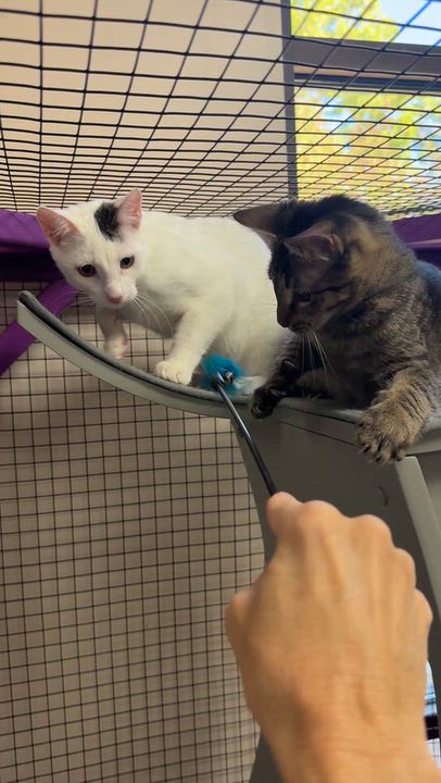 Enlarge Tyrion, a Adoptable Domestic Short Hair in Collierville, TN video 6/6