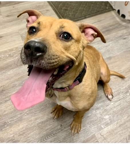 Nala, an adopted Pit Bull Terrier in Hornell, NY_image-1