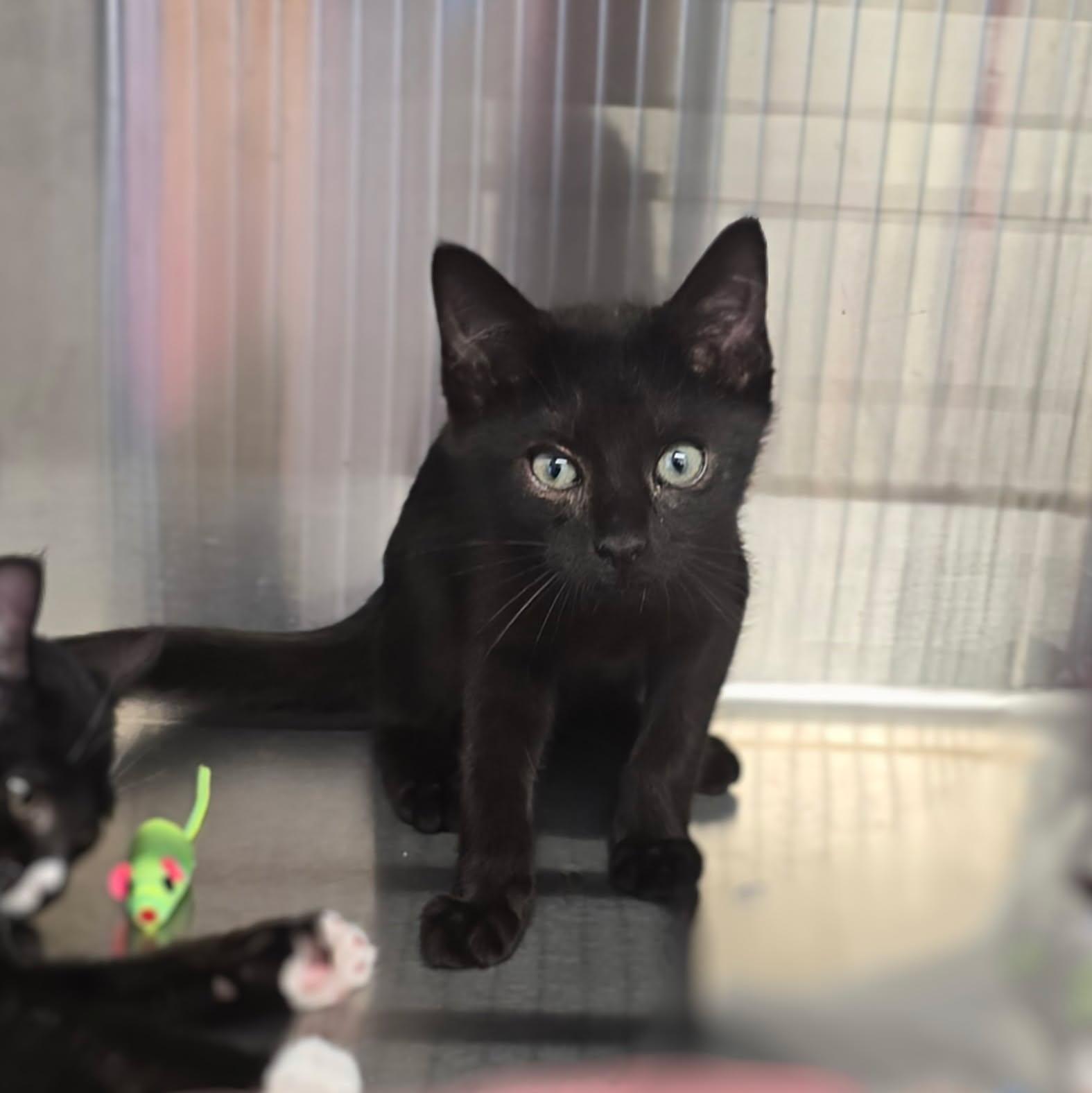 Muggsy, a Adoptable Domestic Short Hair in Warner Robins, GA image 1/3