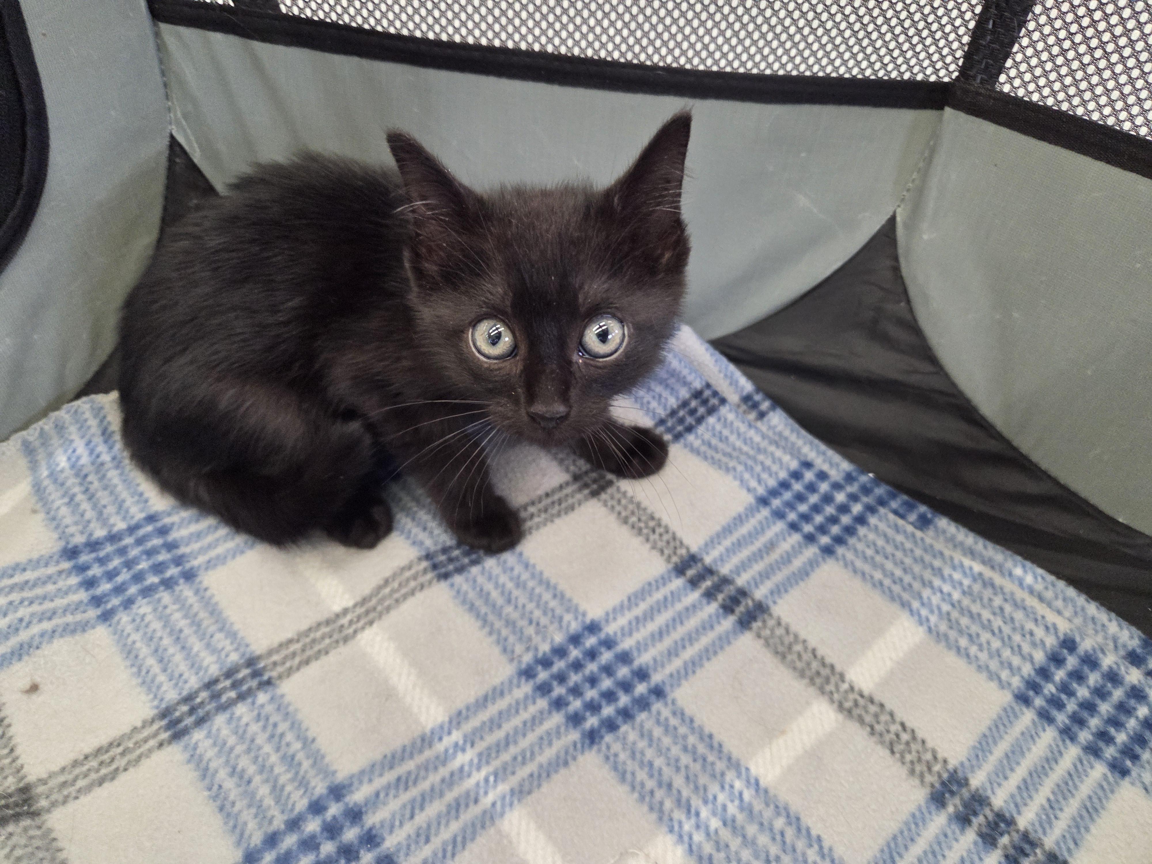 Muggsy, a Adoptable Domestic Short Hair in Warner Robins, GA image 2/3