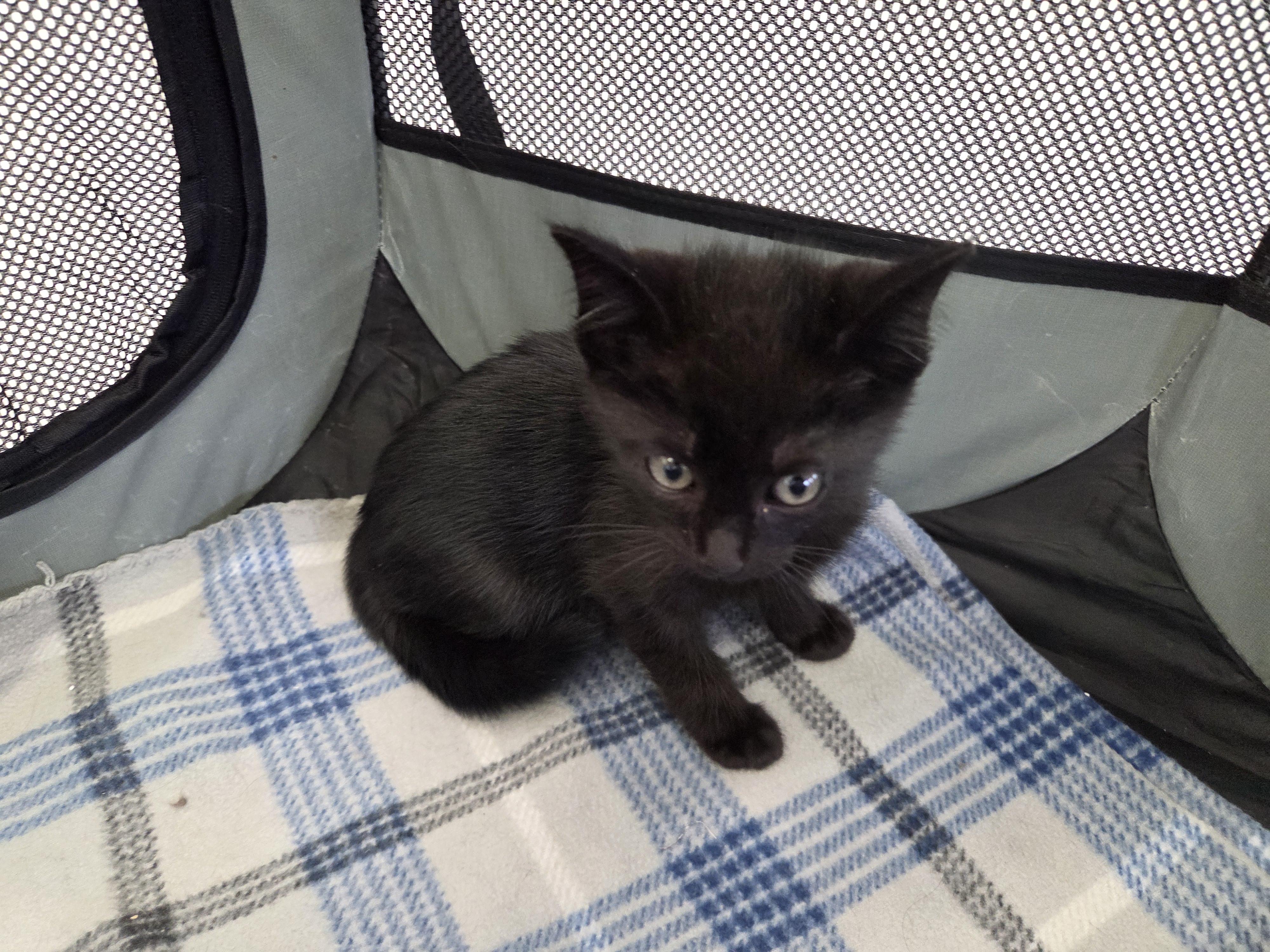 Muggsy, a Adoptable Domestic Short Hair in Warner Robins, GA image 3/3