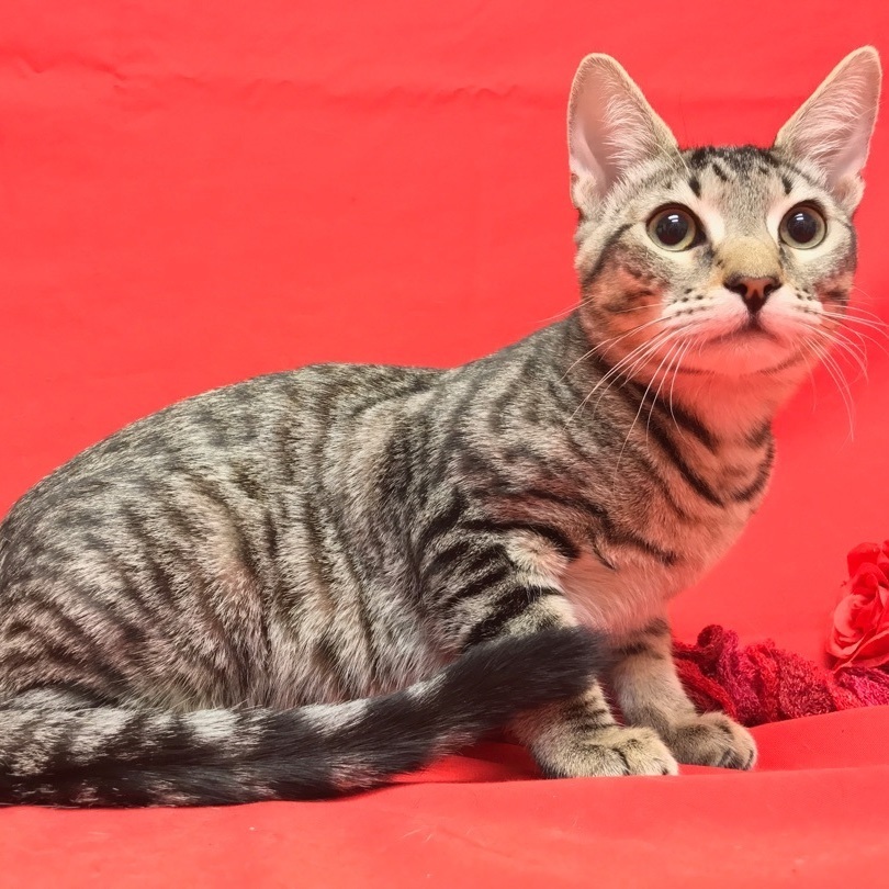 Freddy - bonded with Mercury, sponsored adoption fee photo 4