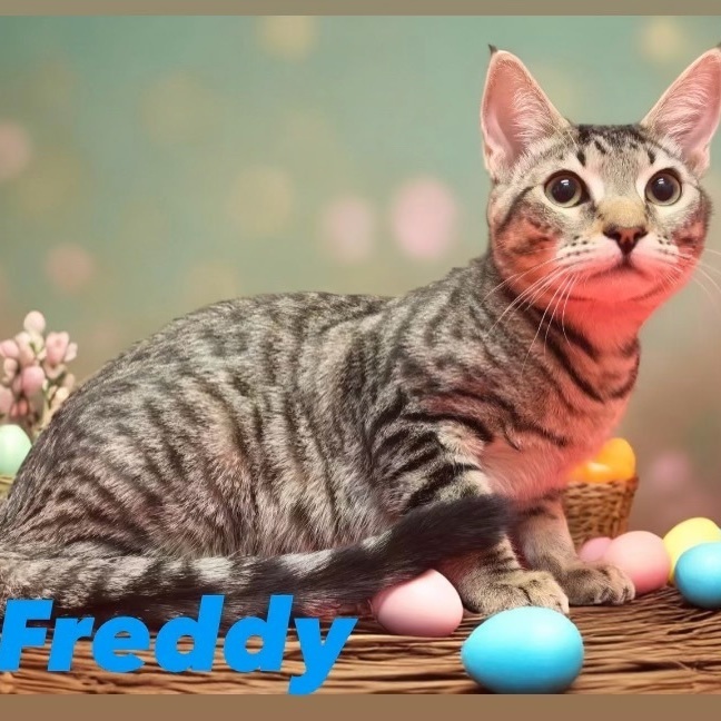 Freddy - bonded with Mercury, sponsored adoption fee