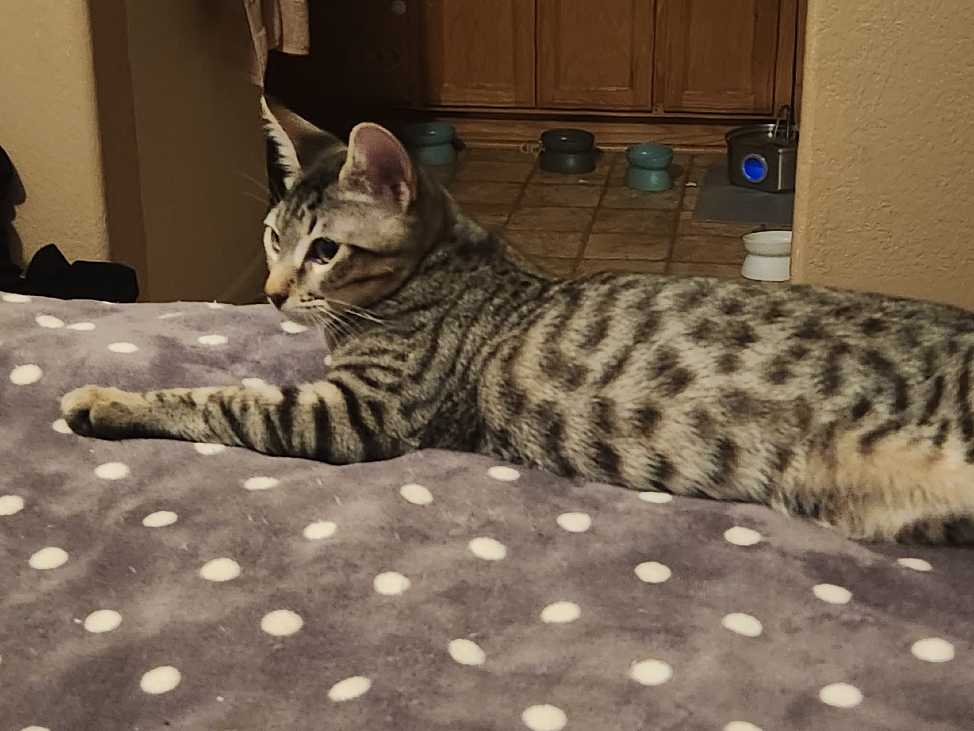 Freddy - bonded with Mercury, sponsored adoption fee photo 5