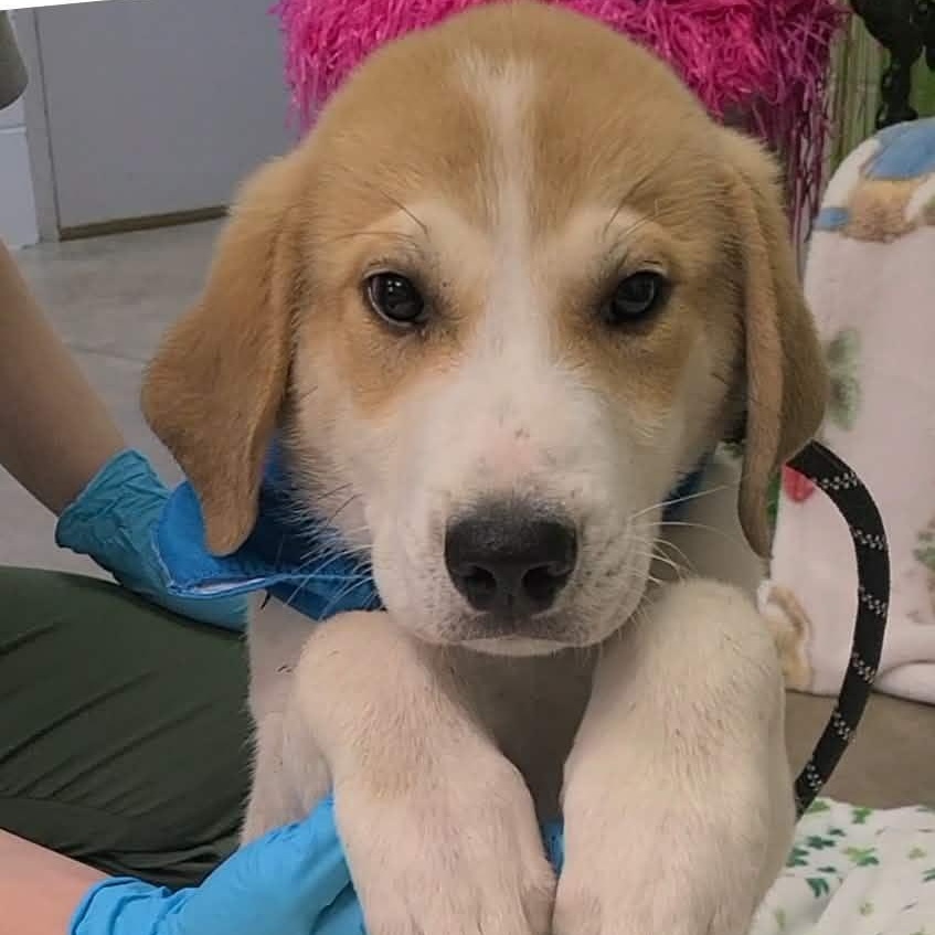 Enlarge Lilo, a ADOPTABLE mixed breed in Woolwich, ME image 3/3