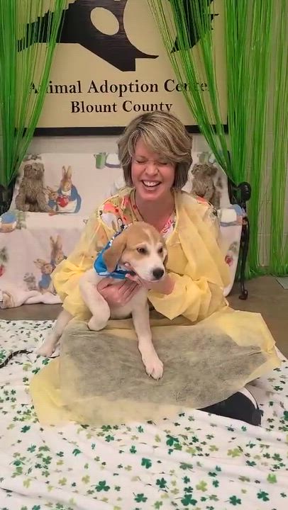 Enlarge Lilo, a ADOPTABLE mixed breed in Woolwich, ME video 2/3