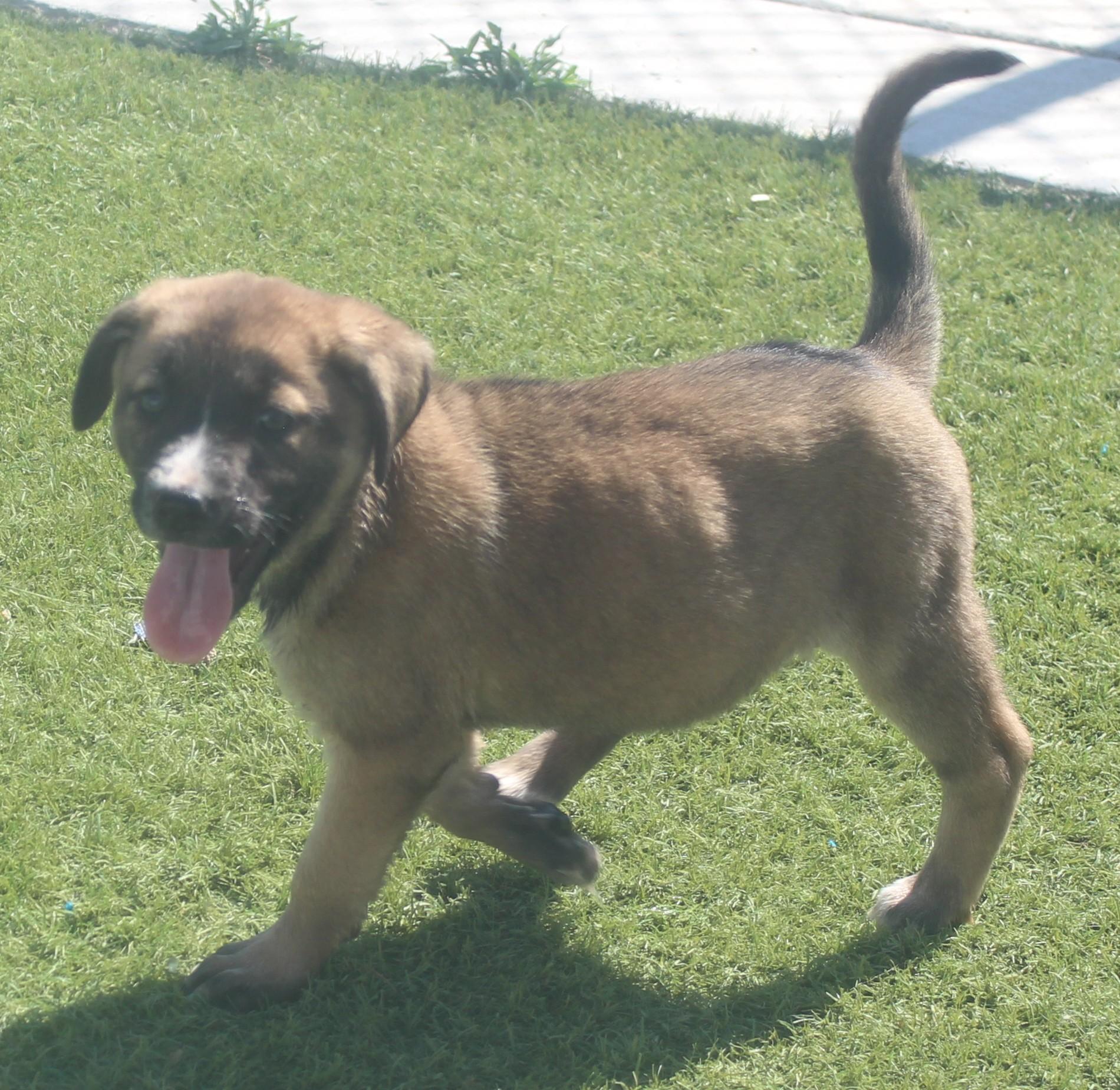 SADIE, a ADOPTABLE mixed breed in Wasco, CA image 1/5