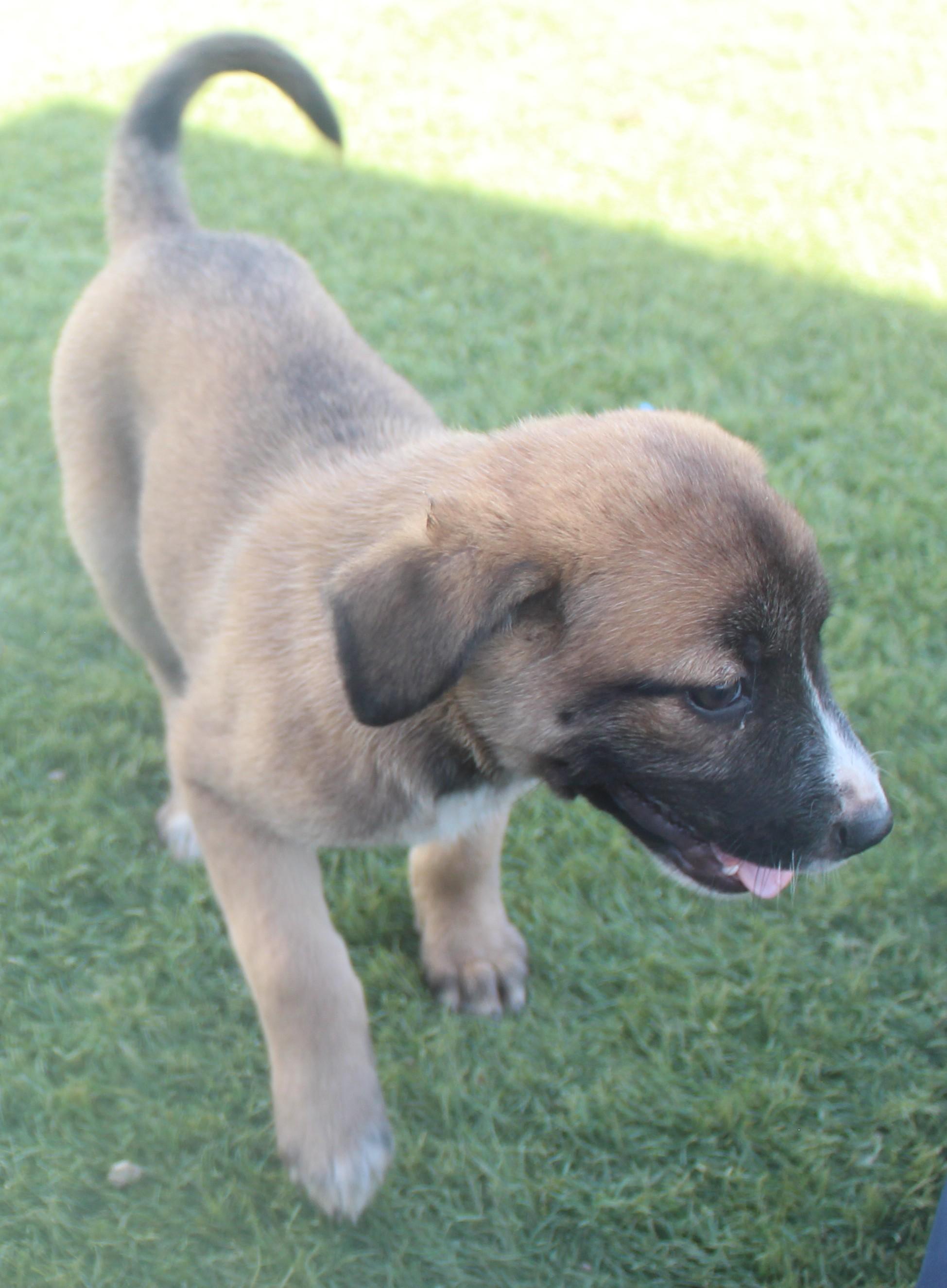 SADIE, a ADOPTABLE mixed breed in Wasco, CA image 3/5