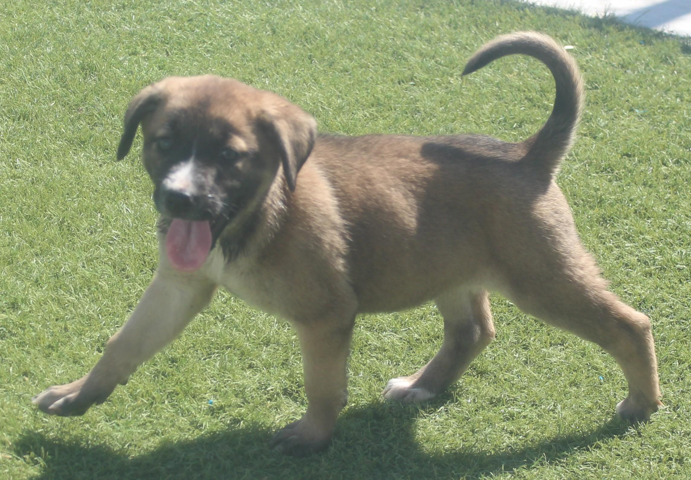 SADIE, a ADOPTABLE mixed breed in Wasco, CA image 4/5