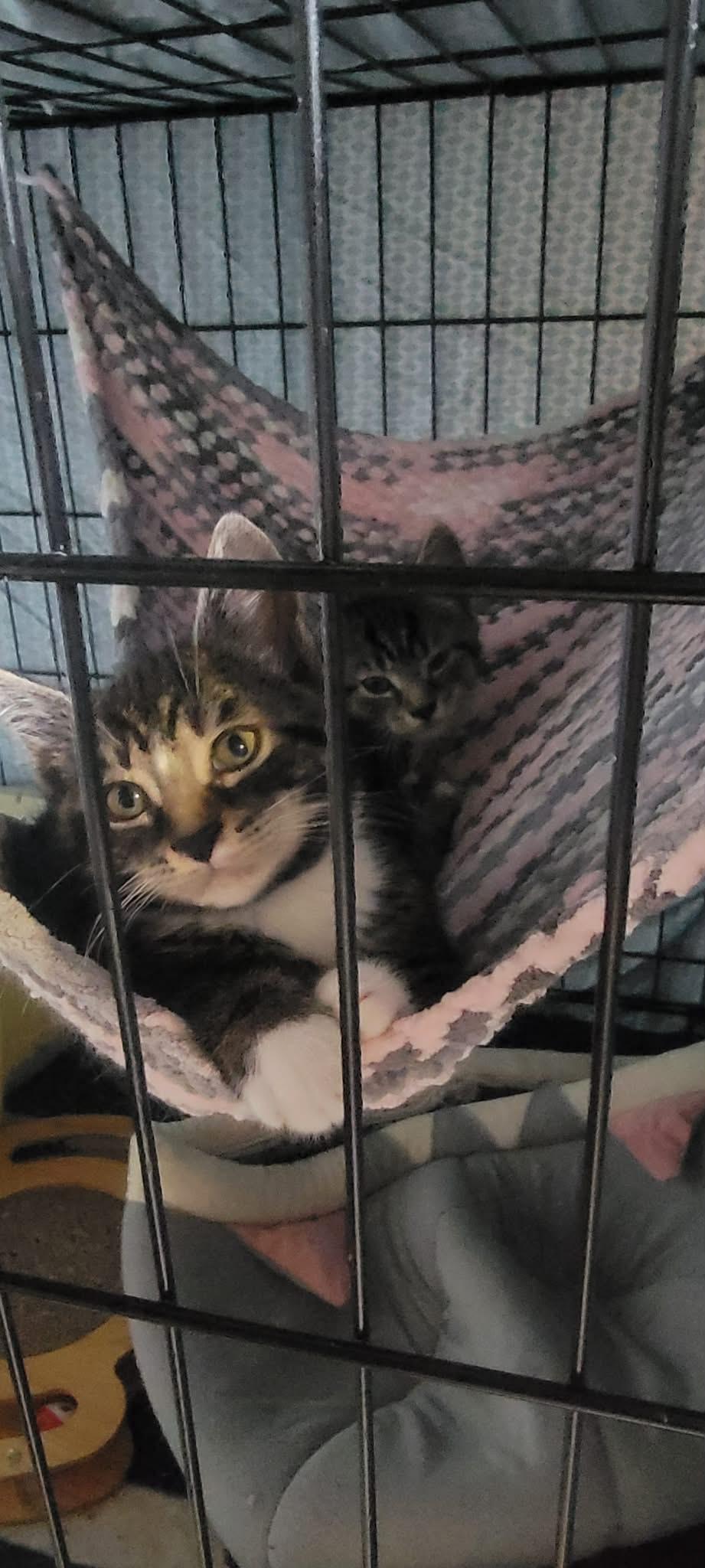Razzle, a Adoptable Domestic Short Hair in Fredericton, NB image 5/6