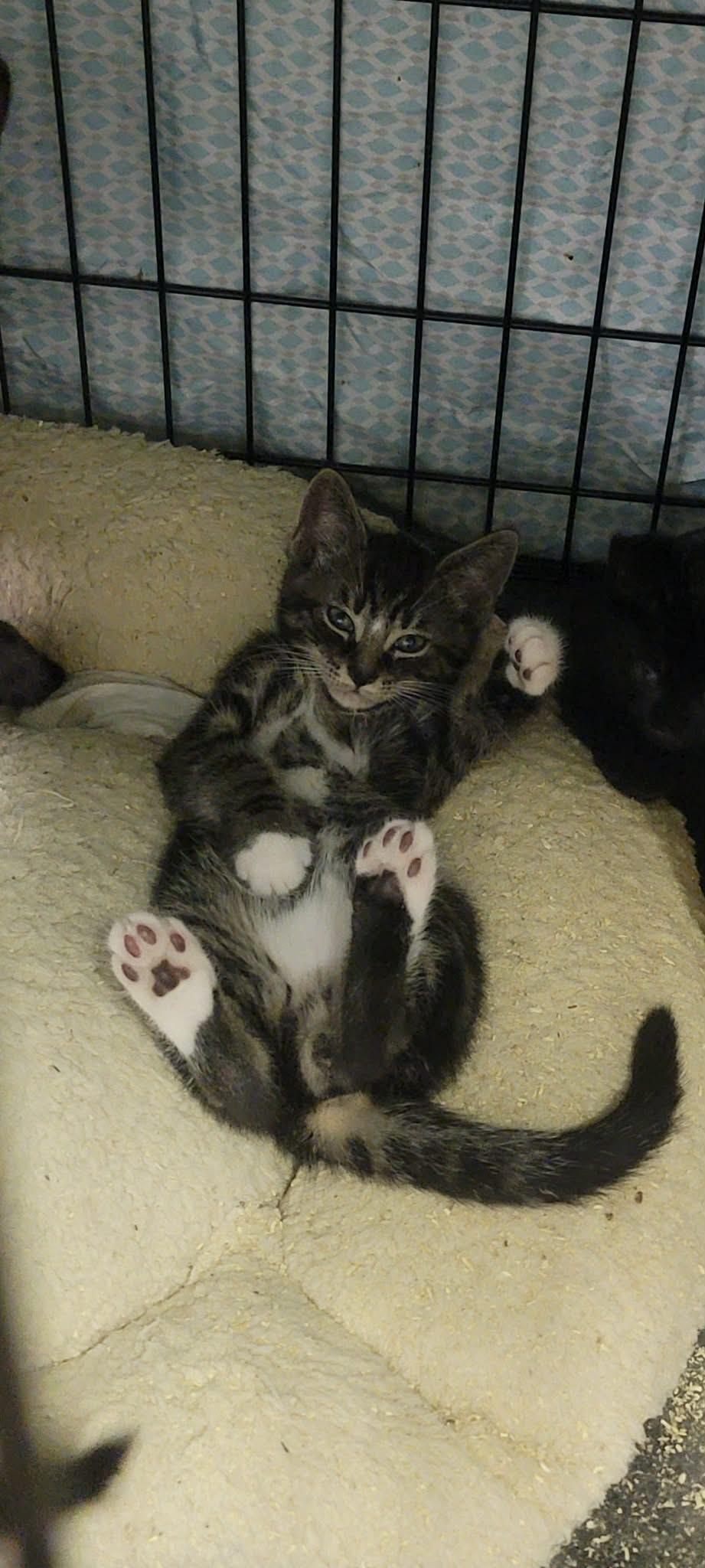 Razzle, a Adoptable Domestic Short Hair in Fredericton, NB image 3/6