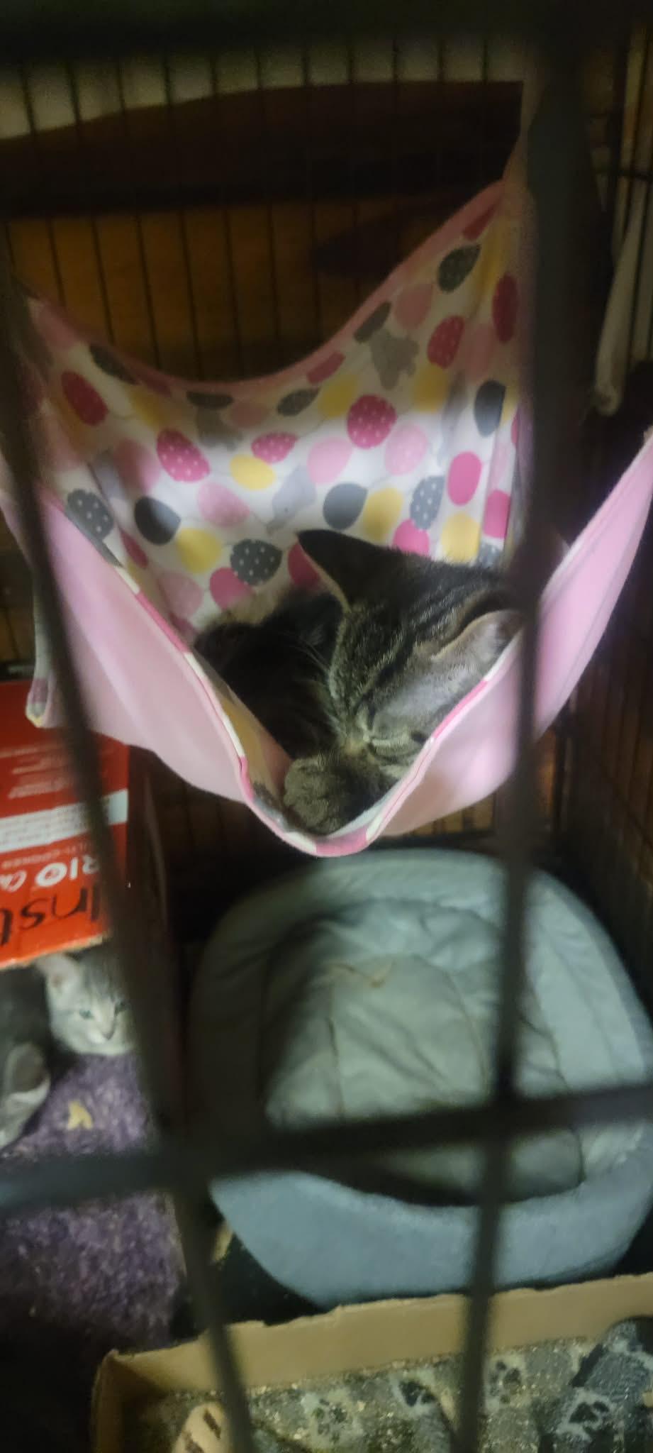 Razzle, Adoptable, Kitten Male Domestic Short Hair.