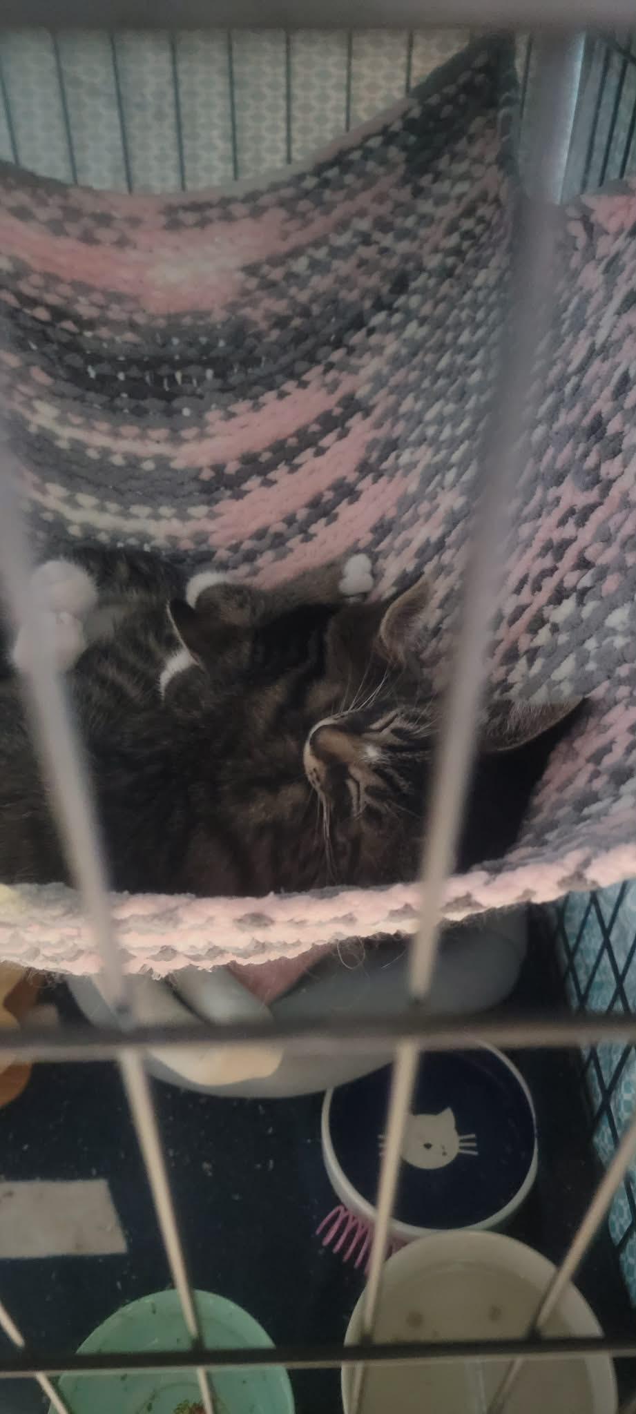 Razzle, a Adoptable Domestic Short Hair in Fredericton, NB image 4/6