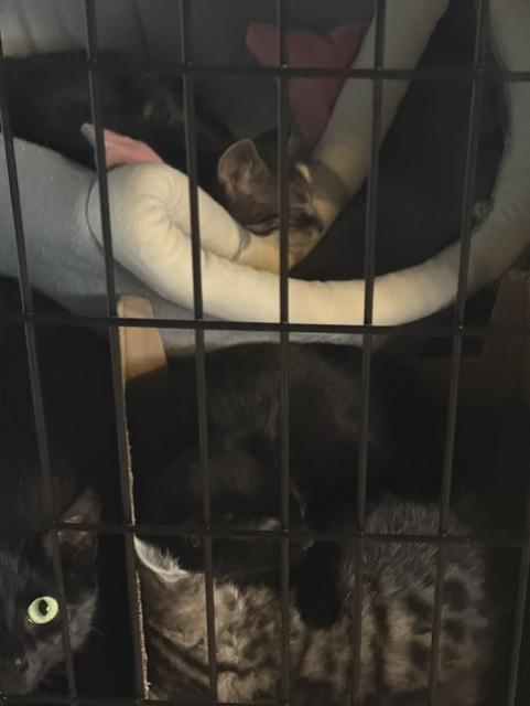 Razzle, a Adoptable Domestic Short Hair in Fredericton, NB image 2/6